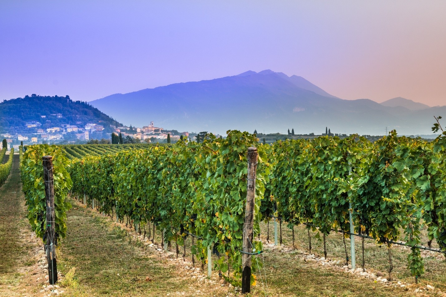 vineyards of Bardolino, one of the best towns to visit on Lake Garda