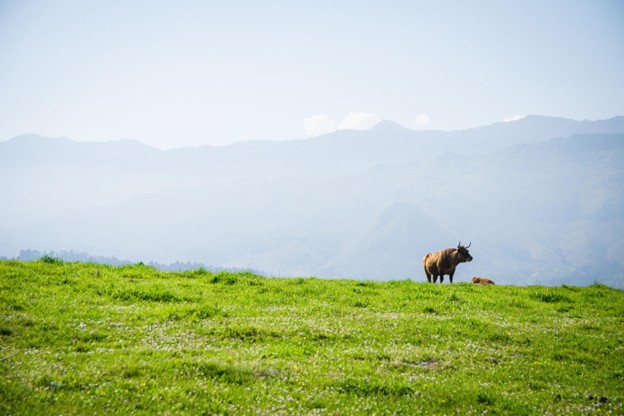 visiting a bull ranch can be a highlight on an itinrary in Madrid